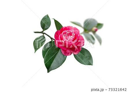 Bright bicolor pink and white camellia japanese rose form flower isolated on white 73321642