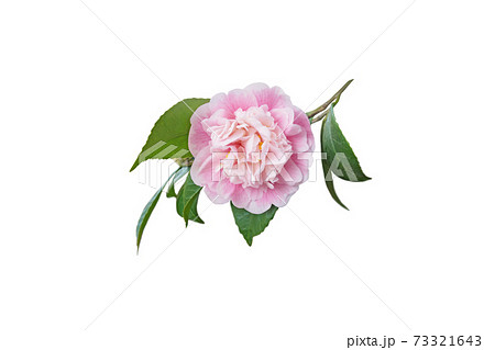 Pale pink camellia japanese peony form flower isolated on white 73321643