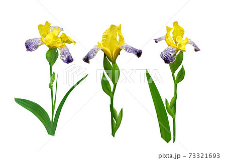Yellow and dark purple striped iris flowers isolated on white Yellow and dark purple striped iris flowers isolated on white 73321693
