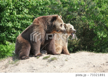 Brown bears in the nature Brown bears in the nature 73321891