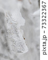 Ice icicles on a small tree. 73322367
