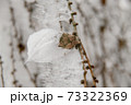 Ice icicles on a small tree. 73322369