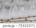Ice icicles on a small tree. 73322371