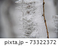 Ice icicles on a small tree. 73322372