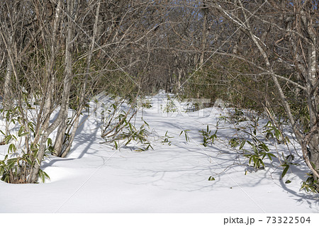 栃木県那須の雪道と笹 栃木県那須の雪道と笹 73322504