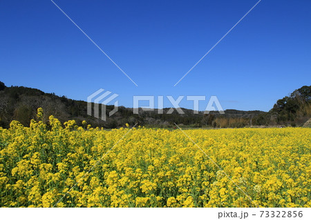 房総半島の小湊鉄道と菜の花畑の写真素材