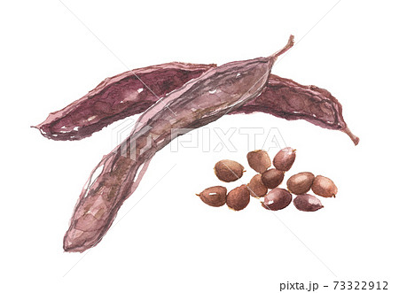 イナゴマメ 蝗豆 莢と豆のイラスト素材