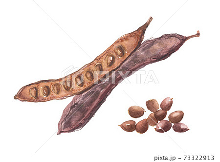 イナゴマメ 蝗豆 莢と豆のイラスト素材