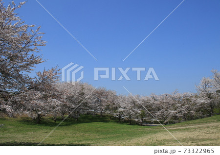 桜　桜並木　ソメイヨシノ 73322965