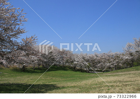 桜　桜並木　ソメイヨシノ 73322966