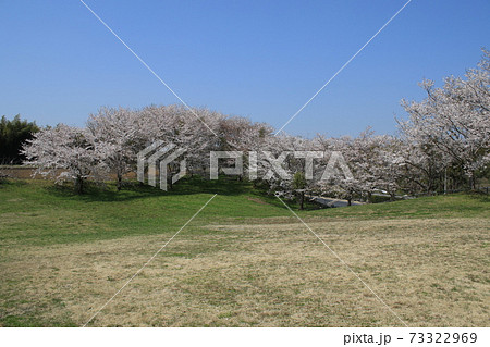 桜 桜並木 ソメイヨシノ 桜 桜並木 ソメイヨシノ 73322969