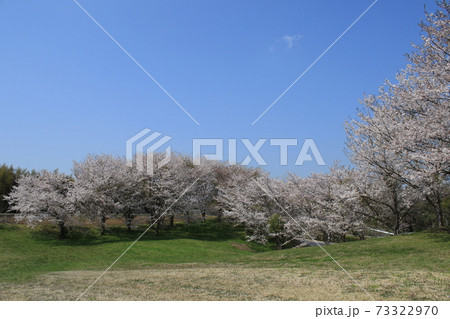 桜　桜並木　ソメイヨシノ 73322970