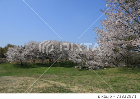 桜 桜並木 ソメイヨシノ 桜 桜並木 ソメイヨシノ 73322971