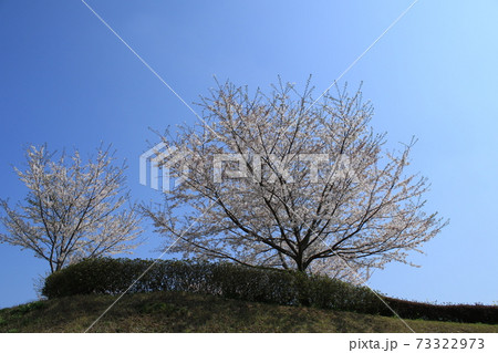 桜　桜並木　ソメイヨシノ 73322973