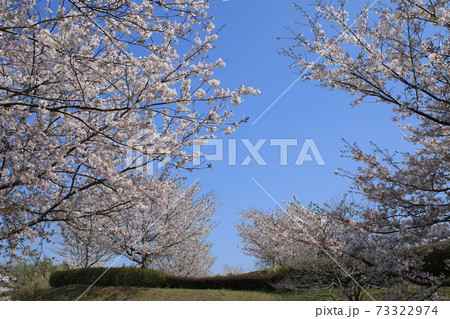 桜 桜並木 ソメイヨシノ 桜 桜並木 ソメイヨシノ 73322974
