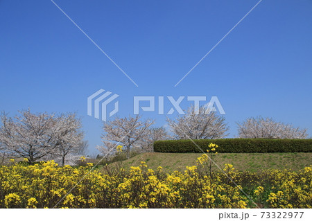 桜　桜並木　ソメイヨシノ 73322977