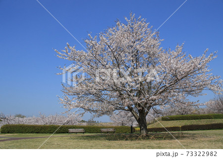 桜　桜並木　ソメイヨシノ 73322982