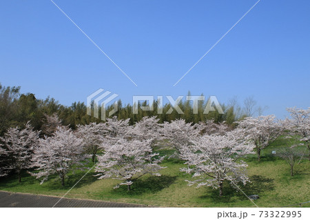 桜　桜並木　ソメイヨシノ 73322995