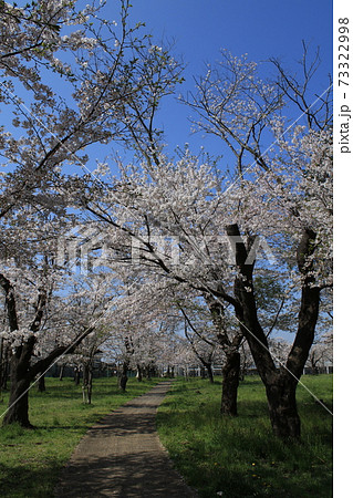 桜　桜並木　ソメイヨシノ 73322998