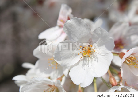 桜 桜並木 ソメイヨシノ 桜 桜並木 ソメイヨシノ 73323001