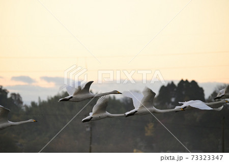 オオハクチョウ 73323347