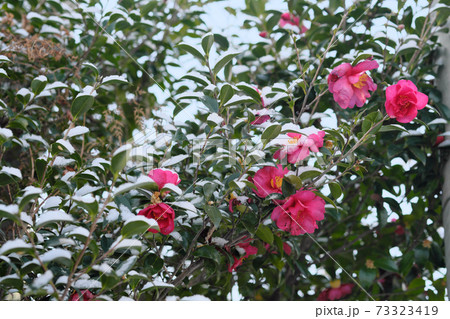 雪が積もるサザンカの花 雪が積もるサザンカの花 73323419