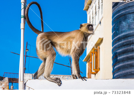 Wild animals in the city in India: a gray langur (Semnopithecus dussumieri) visits a rooftop of a residential house in Udaipur. 73323848