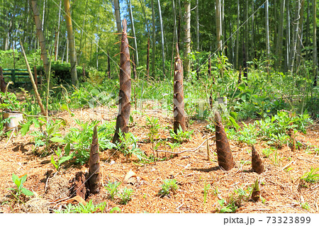 タケノコ タケノコ 73323899