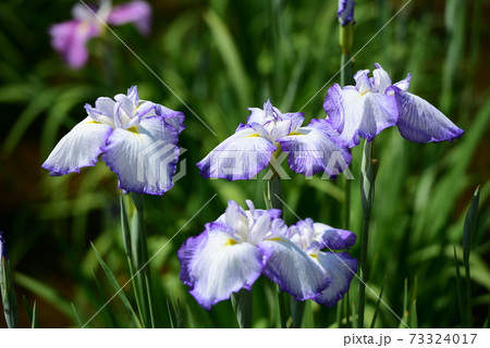 初夏に咲く花菖蒲 73324017