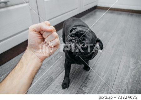animal husbandry, fist over dog black pug 73324075