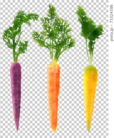 Watercolor illustration carrot with colorful leaves Watercolor illustration carrot with colorful leaves 73324386