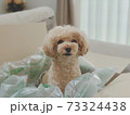 梱包犬 73324438