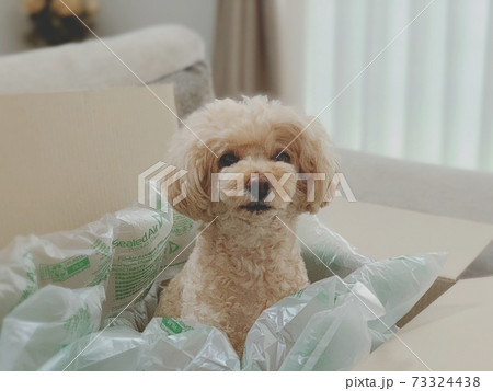 梱包犬 73324438