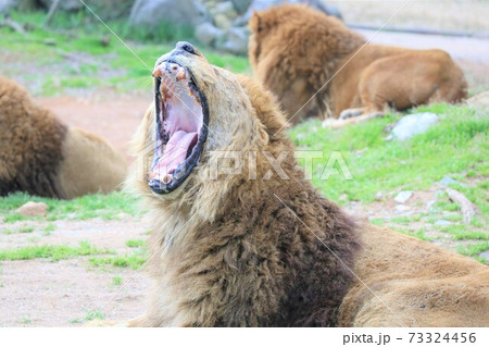 百獣の王ライオンのあくび 欠伸の写真素材