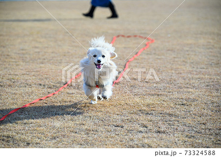ロングリードをつけて犬と遊ぶ ミックス犬 ポメックス ロングリードをつけて犬と遊ぶ ミックス犬 ポメックス 73324588