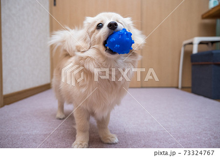 ボールで遊ぶ子犬 ミックス犬 ポメックス ボールで遊ぶ子犬 ミックス犬 ポメックス 73324767
