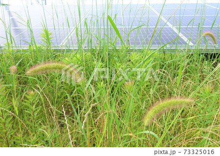 太陽光発電所 雑草 影響 影 太陽光発電所 雑草 影響 影 73325016
