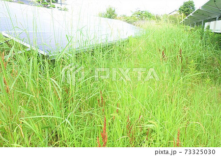 太陽光発電所 雑草 影響 影 太陽光発電所 雑草 影響 影 73325030