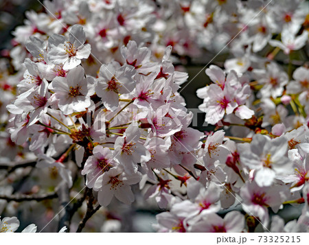 花芯の紅色と花弁の淡い白色のコントラストが美しい満開の桜の写真素材