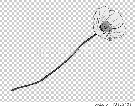 Poppy Flower Monochrome Transparent Stock Illustration