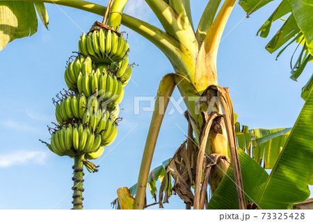 Bunch of unripe bananas on tree against blue sky. Tropical garden in Can Tho, Vietnam. Bunch of unripe bananas on tree against blue sky. Tropical garden in Can Tho, Vietnam. 73325428