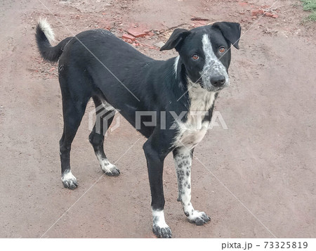 Black and White Colored Dog Closeup in house 73325819