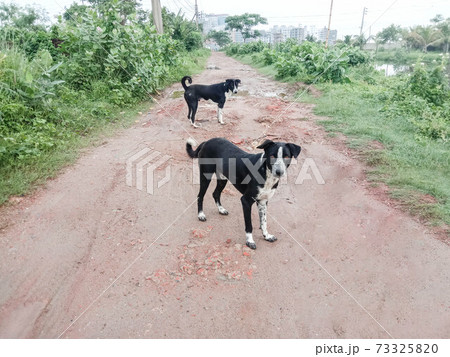 Black and White Colored Dog Closeup in house 73325820