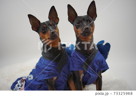 ミニチュアピンシャー 新年 祭りはっぴ和装　写真28 73325968