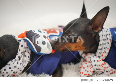 ミニチュアピンシャー 新年 祭りはっぴ和装　写真68 73326029