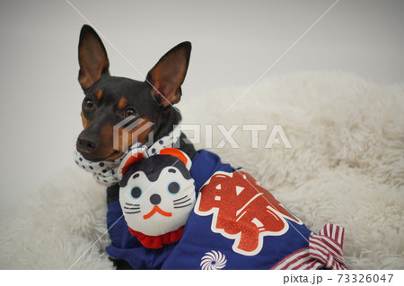 ミニチュアピンシャー 新年 祭りはっぴ和装　写真75 73326047