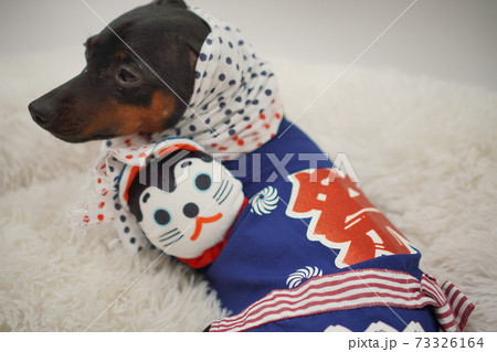 ミニチュアピンシャー 新年 祭りはっぴ和装　写真151 73326164