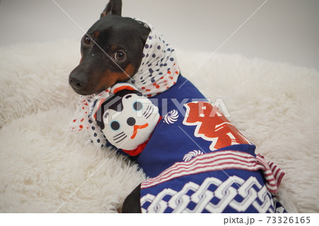 ミニチュアピンシャー 新年 祭りはっぴ和装　写真152 73326165