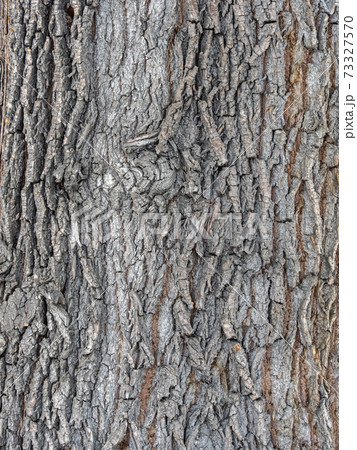 The texture of the bark of an old willow 73327570