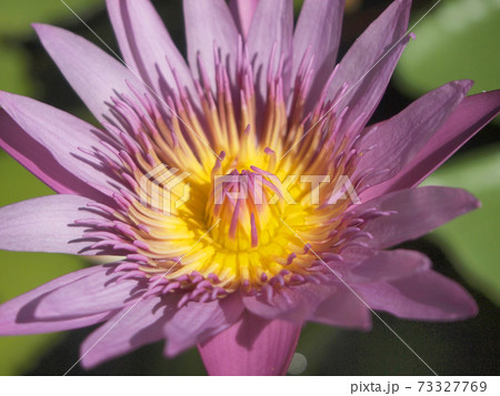 Beautiful lotus background Beautiful lotus background 73327769